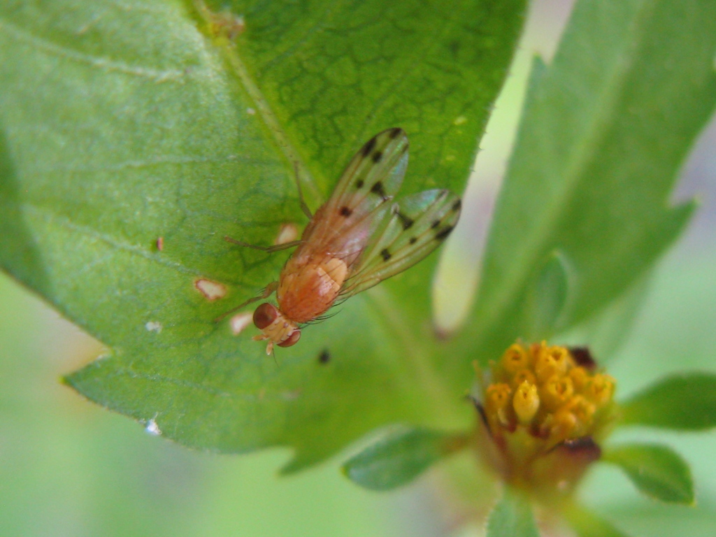 dittero 1:Lauxaniidae, cfr Homoneura sp.